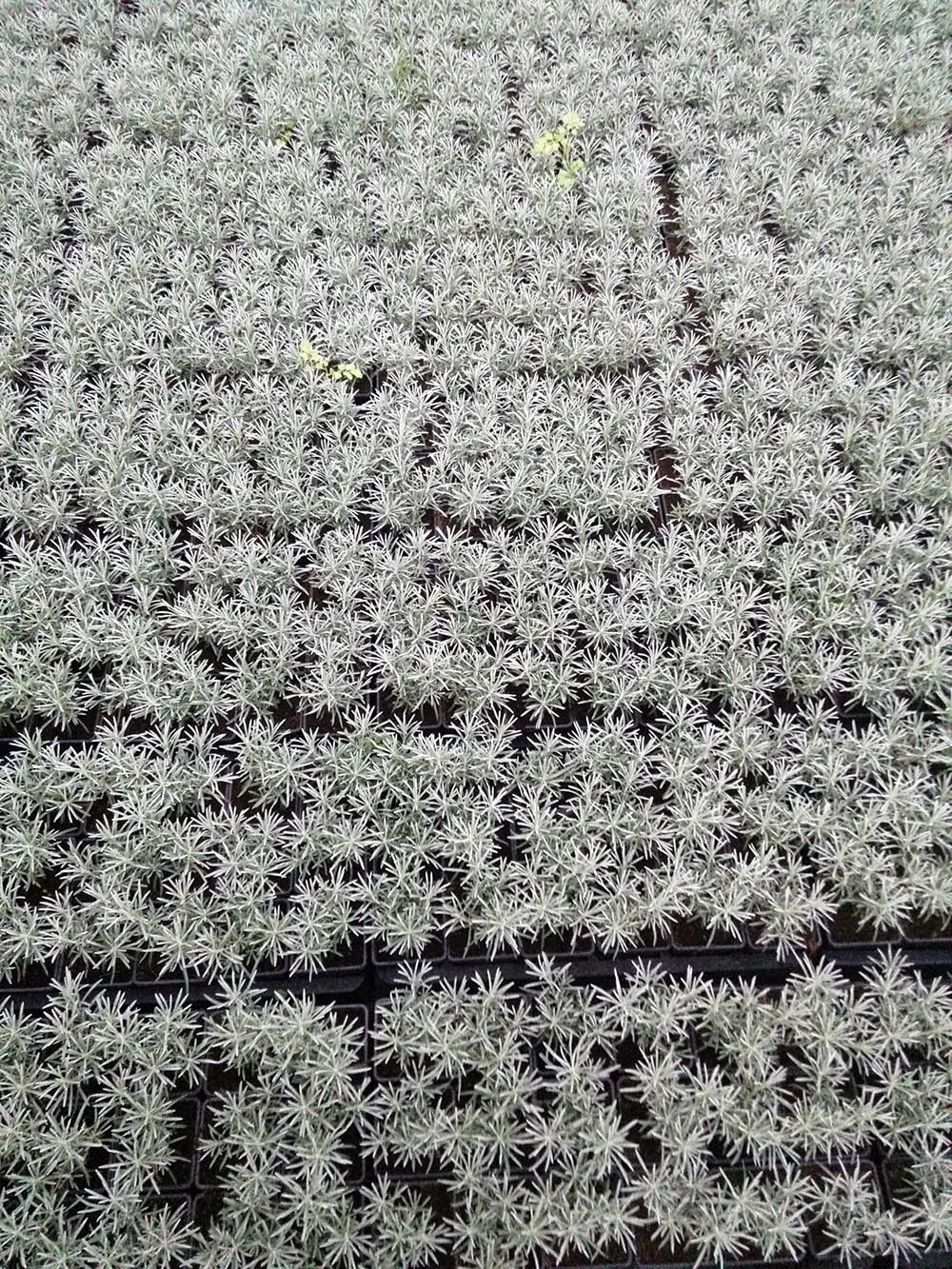 You are currently viewing FTS session “The Role of Non-Profits In Indoor Ag” at Indoor Ag-Con 2019 Las Vegas