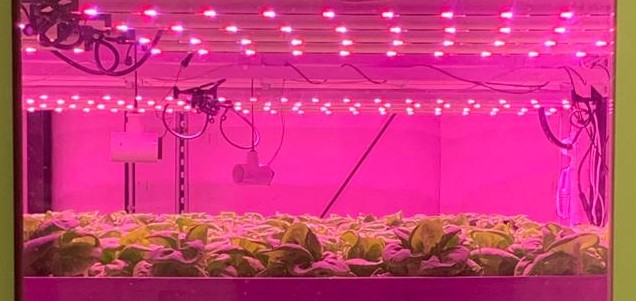 Read more about the article Controlled Environment Indoor and Vertical Food Production Coordinated Research Conference