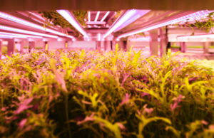 Read more about the article FTS organises an event on CEA and Biodiversity