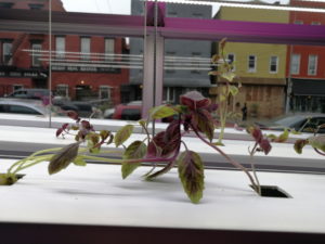 Read more about the article Basil in the Boardroom: Why our food shouldn’t work from home​