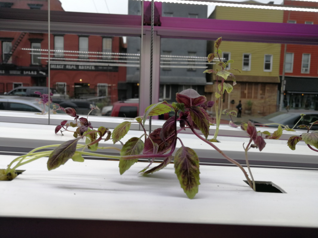 You are currently viewing Basil in the Boardroom: Why our food shouldn’t work from home​